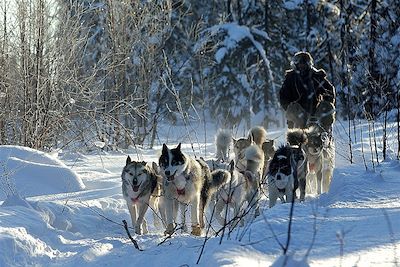 Traîneau à chiens - Lac Saint-Jean - Québec - Canada