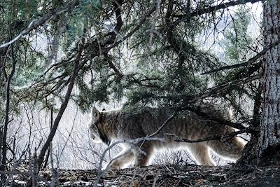 Lynx - Canada