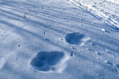 Traces de loups aux alentours du Mont Granger - Canada