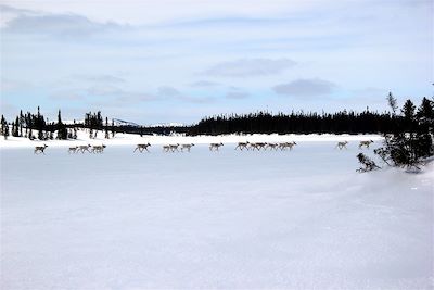 © Attraction Boréale - Raid itinérant en traîneau à chiens - Saint-Edmond-les-Plaines - Lac Saint-Jean - Québec - Canada Raid itinérant en traîneau à chiens - Saint-Edmond-les-Plaines - Lac Saint-Jean - Québec - Canada