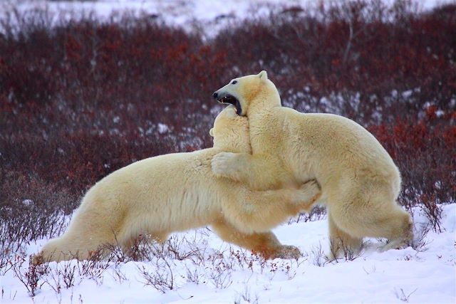 Voyage Observation des ours polaires à Churchill