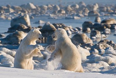 Voyage Observation des ours polaires à Churchill 3