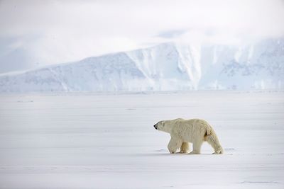 Ours polaire - Nunavut - Canada