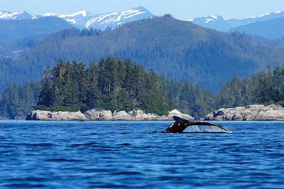Ours et baleines de l’ile de Vancouver