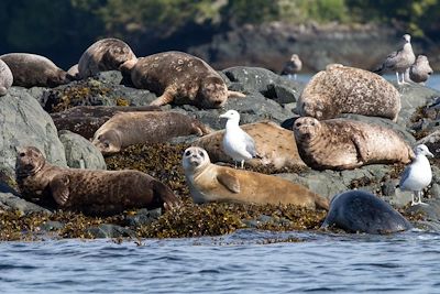 Voyage Ours et baleines de l’ile de Vancouver 2