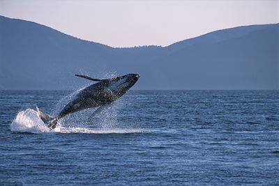 Baleine vers l'île de Vancouver - Canada