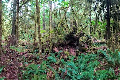 Macmillan Park - Vancouver Island - Canada