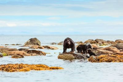 Ours noirs le long de la côte de l'île de Vancouver - Canada