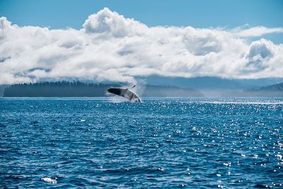 Baleine à bosse - Colombie-Britannique - Canada