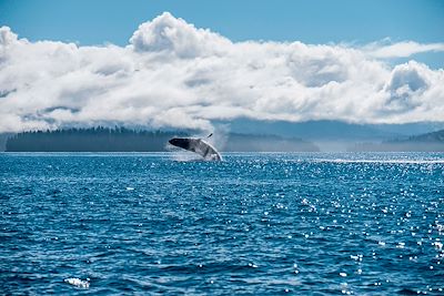 Ours et baleines de l’ile de Vancouver