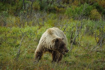 © Augustin Vuillard - Grizzli - Yukon - Canada Grizzli - Yukon - Canada