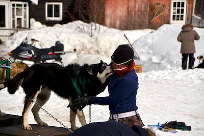 Chiens de traineau - Québec - Canada