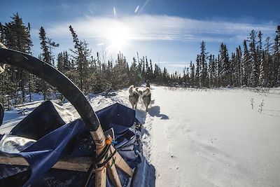 Traîneau à chiens dans les forêts du Québec