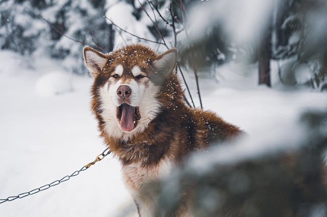 Voyage Traîneau à chiens dans les forêts du Québec