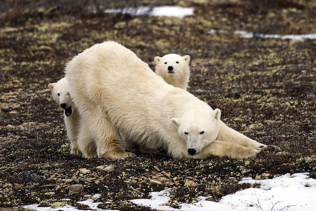 Voyage Observation des ours polaires à Churchill