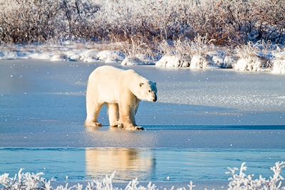 Ours polaire - Churchill - Manitoba - Canada