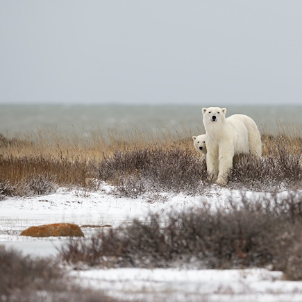 Observation animalière Canada Manitoba & baie d'Hudson