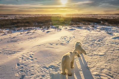 Ours polaire en toundra - Manitoba - Canada