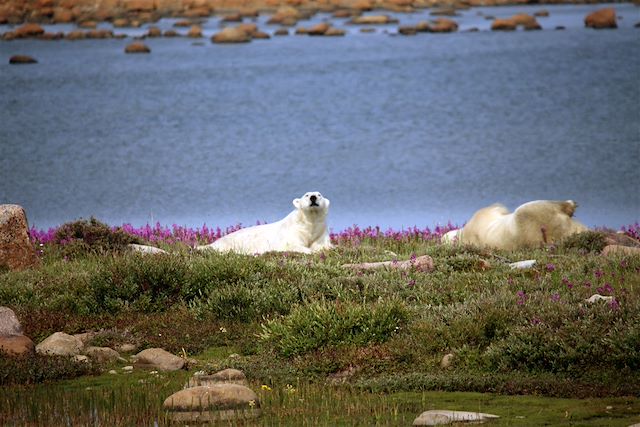 Voyage Ours et bélugas