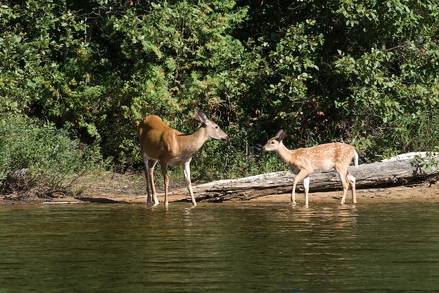 Observation animalière : Saint Laurent et l'île d'Anticosti Voyage Saint Laurent et l'île d'Anticosti