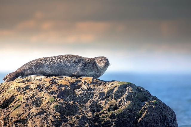 Observation animalière : Saint Laurent et l'île d'Anticosti Voyage Saint Laurent et l'île d'Anticosti