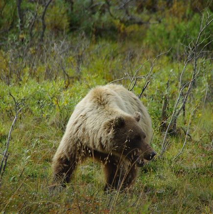 Randonnée Canada Yukon