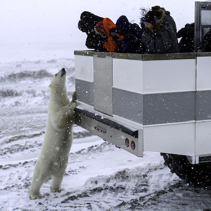 Observation animalière Canada Manitoba & baie d'Hudson