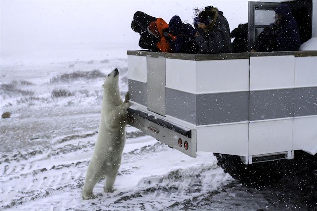 Voyage Train arctique et ours polaires de Churchill