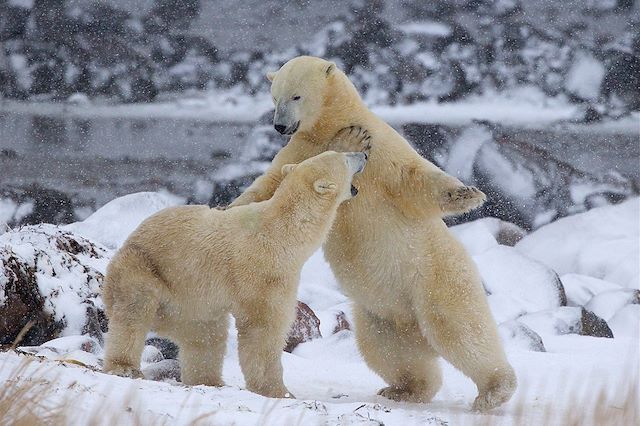 Voyage Train arctique et ours polaires de Churchill