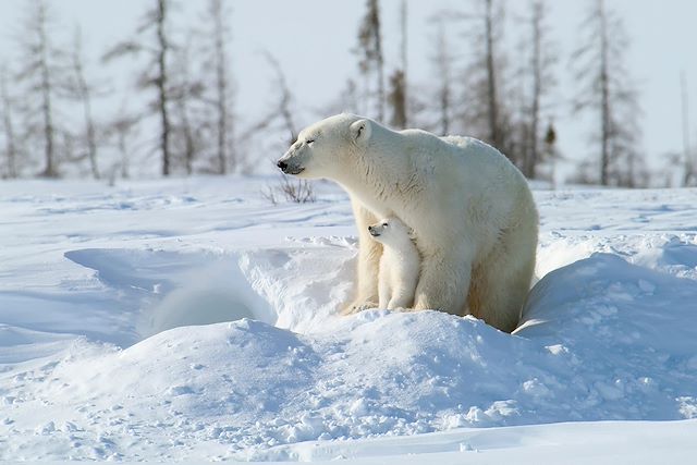 Voyage Train arctique et ours polaires de Churchill