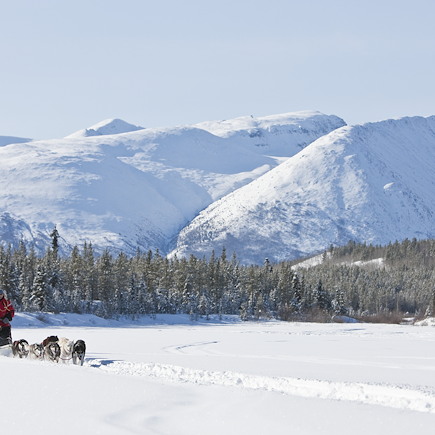 Traîneau à chiens Canada Yukon