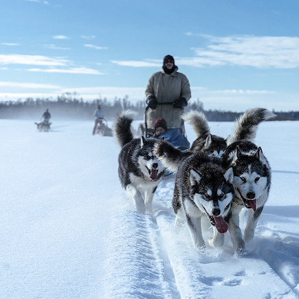 Traîneau à chiens Canada Québec