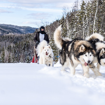 Traîneau à chiens Canada Québec