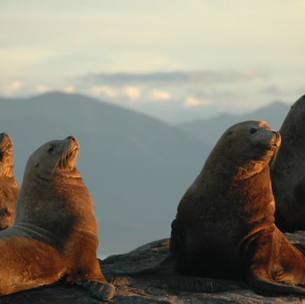 Observation animalière Canada Vancouver et les Rocheuses
