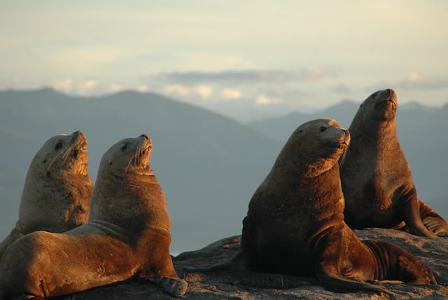 Voyage Grizzlis et baleines de la Colombie Britannique