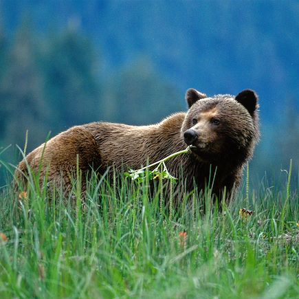 Observation animalière Canada Vancouver et les Rocheuses
