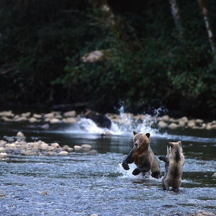 Observation animalière Canada Vancouver et les Rocheuses