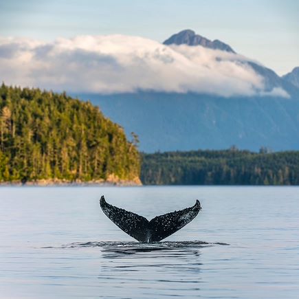 Observation animalière Canada Vancouver et les Rocheuses