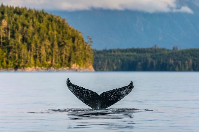 Voyage Grizzlis et baleines de la Colombie Britannique