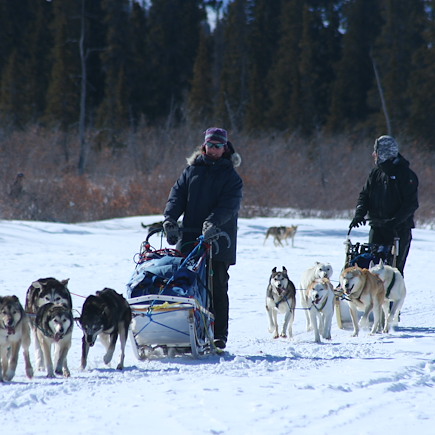 Traîneau à chiens Canada Yukon