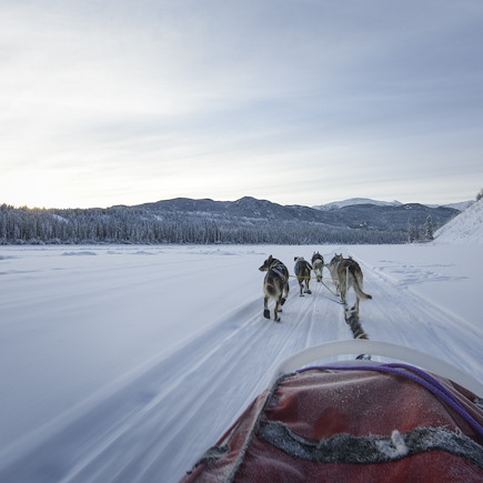 Traîneau à chiens Canada Yukon