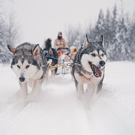 Traîneau à chiens Canada Québec