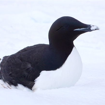 Observation animalière Canada Nunavut
