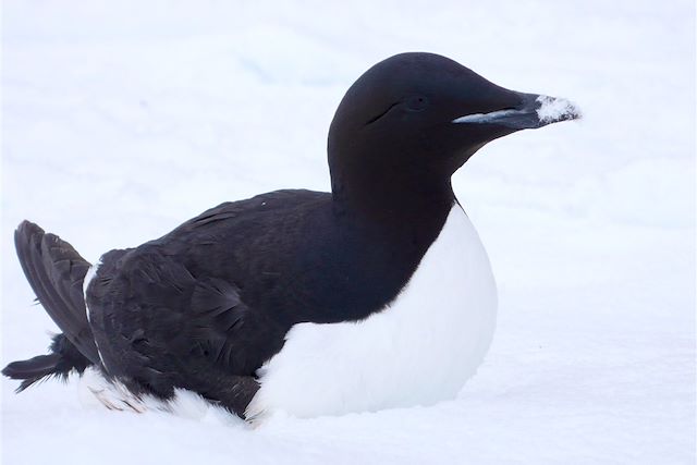 Observation animalière Canada Nunavut