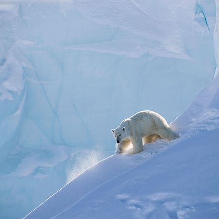 Observation animalière Canada Nunavut