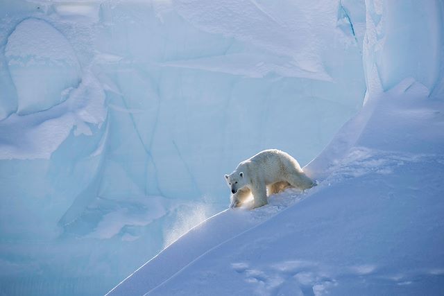 Observation animalière Canada Nunavut