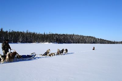 Traîneau à chiens dans les forêts du Québec - Canada