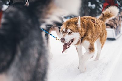 Traîneau à chiens dans les forêts du Québec - Canada