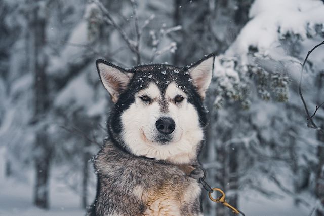 Traîneau à chiens Canada Québec