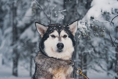 Traîneau à chiens dans les forêts du Québec - Canada